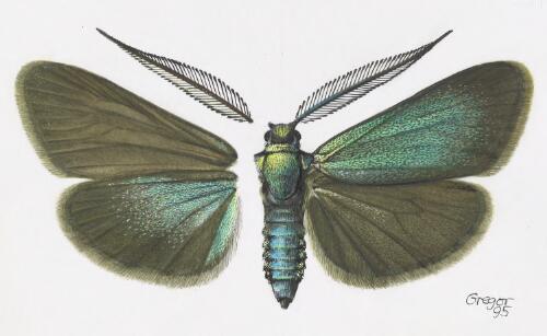Pollanisus modestus, holotype male, Australia, 1995 [picture] / František Gregor