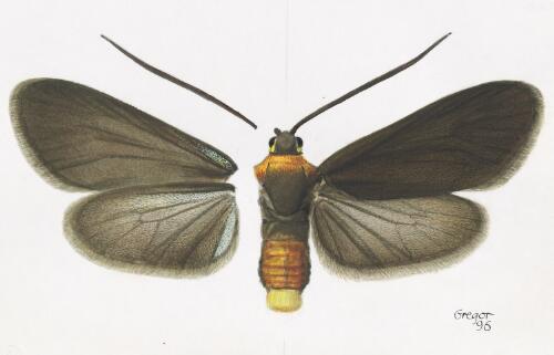 Pollanisus edwardsi, female, Australia, 1996 [picture] / František Gregor