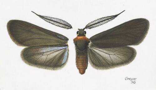 Pollanisus cf. subdolosa, male, Australia, 1996, 2 [picture] / František Gregor