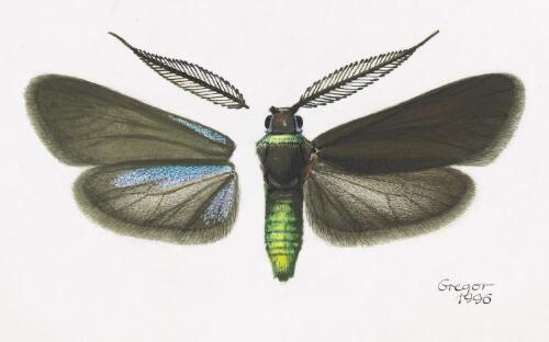Pollanisus eungellae, holotype male, Australia, 1996 [picture] / František Gregor