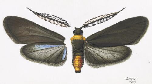 Pollanisus incertus, holotype male, Australia, 1996 [picture] / František Gregor