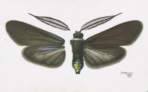 Pollanisus angustifrons, holotype male, Australia, 1995 [picture] / František Gregor