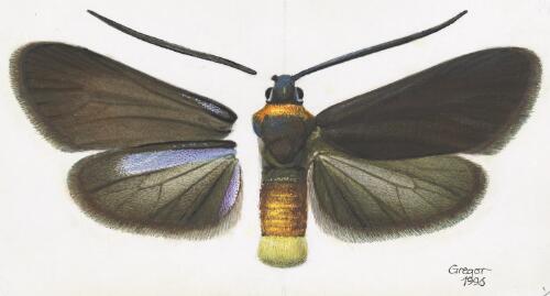 Pollanisus sp. 3, female, Australia, 1996 [picture] / František Gregor