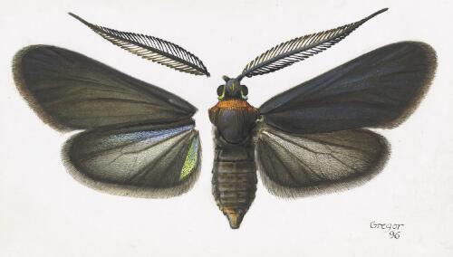 Pollanisus sp. 8, male, Australia, 1996 [picture] / František Gregor