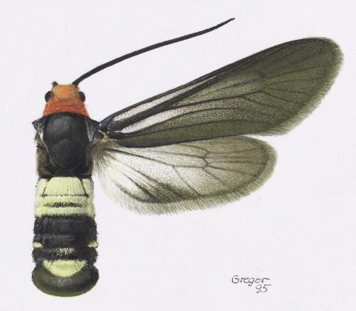 Hestiochora continentalis, female, Australia, 1995, 1 [picture] / František Gregor