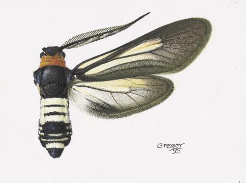 Hestiochora queenslandensis, male, Australia, 1995 [picture] / František Gregor