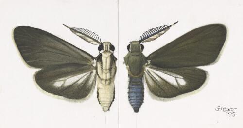 Homophylotis pseudothyridota, male, Australia, 1995, 2 [picture] / František Gregor
