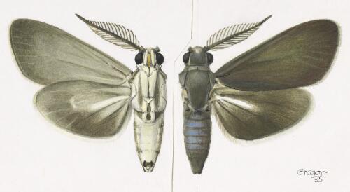 Pseudoamuria uptoni, holotype male, Australia, 1995 [picture] / František Gregor