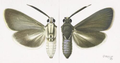 Pseudoamuria uptoni, paratype female, Australia, 1995 [picture] / František Gregor
