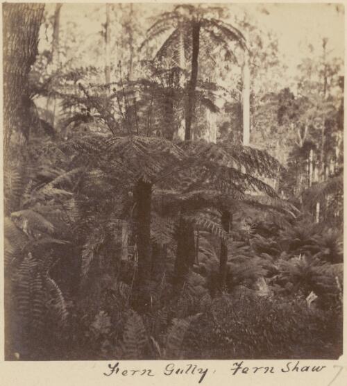 Fern Gully, Fern Shaw, Victoria, ca. 1868, 1 [picture] / Charles Walter