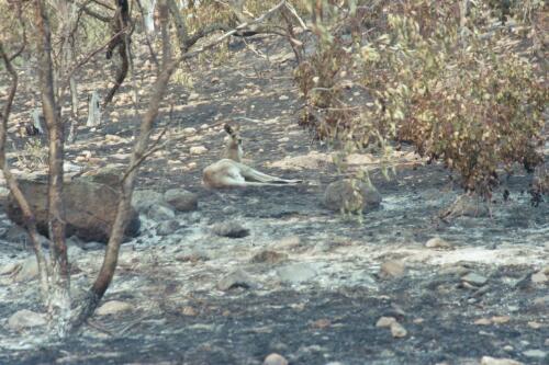 Kangaroo rests on Mount Taylor two days after fire amongst trees in the gully [picture] / Christine Thomas