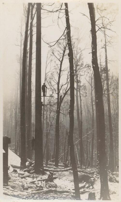 [Mr George Daniel Burke on a logger's springboard], Limberlost bush, 1939 [picture]
