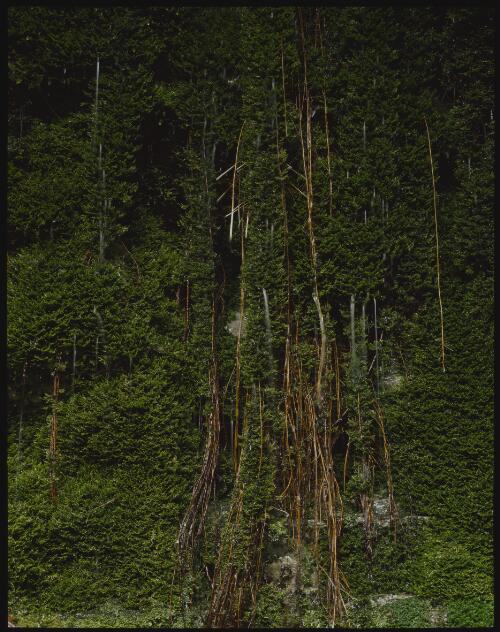 Feeder roots and mosses, Glen Calder, Franklin River, Tasmania, 1979 [transparency] / Peter Dombrovskis