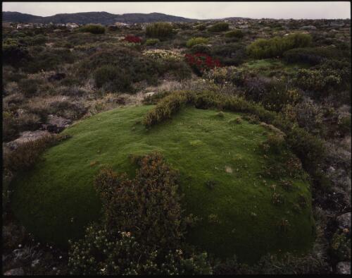 Cushion plant and distant Thark Ridge, Mount Wellington, Tasmania, April 1994 [transparency] / Peter Dombrovskis