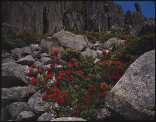 Waratah and myrtle shrubbery below northern buttress, Mount Wellington, Tasmania, January 1994 [transparency] / Peter Dombrovskis