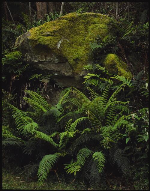 Rock and ferns (Polystichum proliferum), Pipeline Track near Neika, Mount Wellington, Tasmania, 1994 [transparency] / Peter Dombrovskis