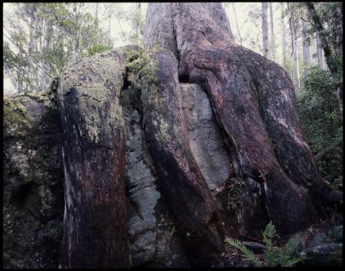 The octopus tree, Shoobridge Bend, Mount Wellington, Tasmania, 1994, 2 [transparency] / Peter Dombrovskis