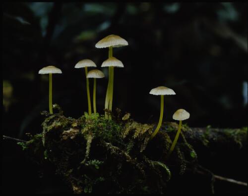 Rainforest fungi, Glen Calder, Franklin River, Tasmania, 1979 [transparency] / Peter Dombrovskis