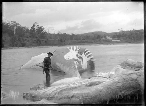Jack Davidson flensing a whale, Twofold Bay; old Davidson house, Kiah, in background [picture]