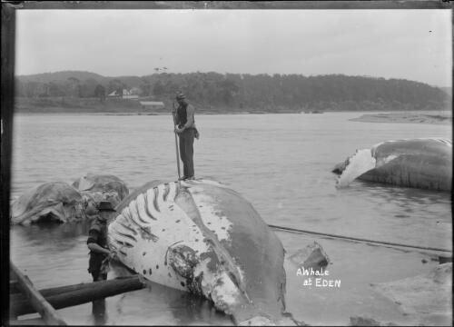 Flensing a whale, Twofold Bay; second carcass on right; old Davidson house, Kiah, in background [picture]