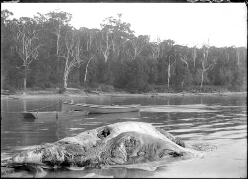 A cure for rheumatism; Bob Wiles in the carcass of a whale, Twofold Bay, [1] [picture]
