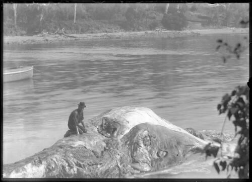 A cure for rheumatism; Bob Wiles in the carcass of a whale, Twofold Bay, [2] [picture]