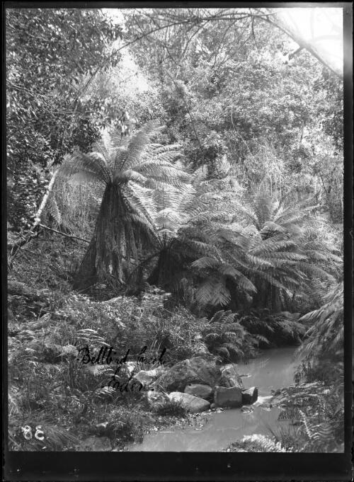 Bellbird Creek and large tree ferns on Bellbird Hill, Eden, ca. 1900 [picture]