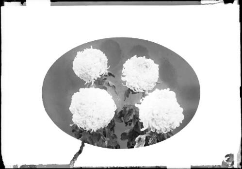 Arrangement of four chrysanthemums [picture]