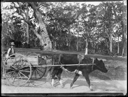 E. Hazelgrove driving bullock and cart [picture]