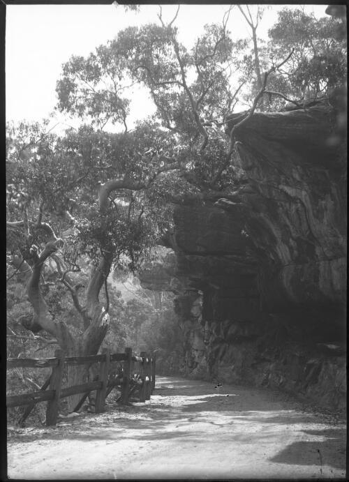 [Road near cliff, Royal National Park?, 1] [picture]