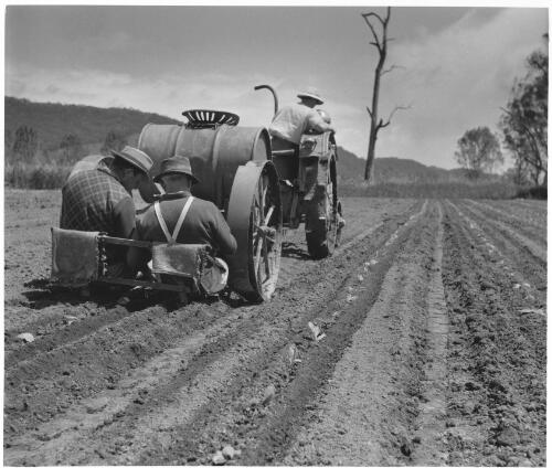 Planting out, Ovens Valley, 1955 [picture] / Jeff Carter