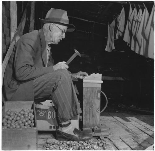 John Bucknell Waldren cracking macadamia nuts at Kingscliff, New South Wales, 1957 [picture] / Jeff Carter