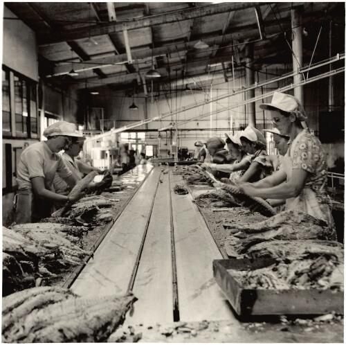 Women hand-packing salmon into tins at the now-abandoned cannery, Eden, 1959 [picture] / Jeff Carter