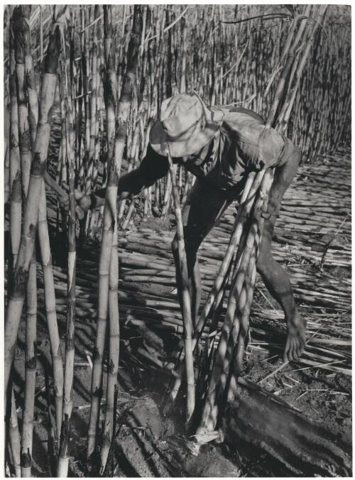 The cane cutter, Childers, Queensland, 1955 [picture] / Jeff Carter
