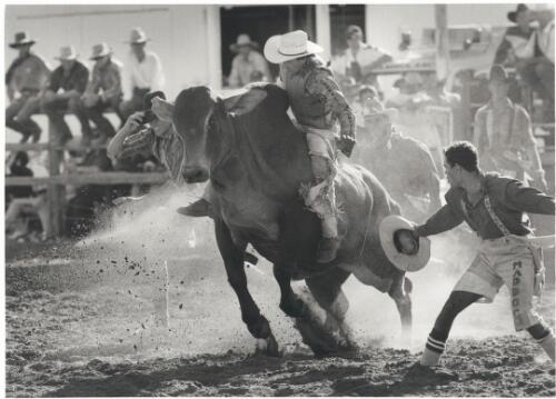 Bull rider, Saxby Roundup, Gulf Country, Queensland, 1996 [picture] / Jeff Carter