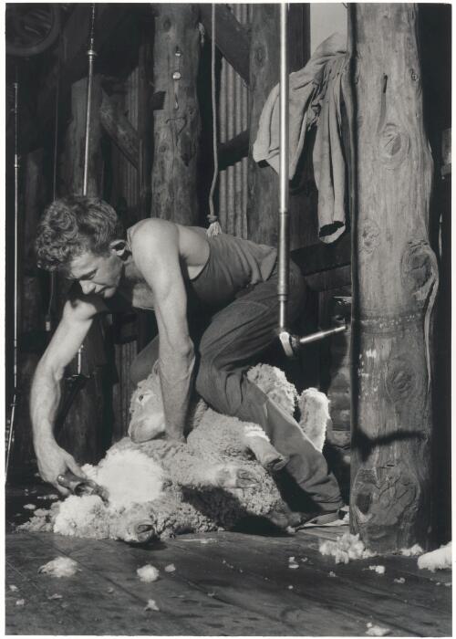 Shearing at Allundy, New South Wales, 1958 [picture] / Jeff Carter
