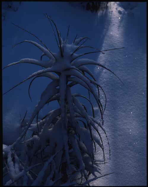 Richea dracophylla in snow, Organ Pipes Track, Mount Wellington, Tasmania, July 1990, 3 [transparency] / Peter Dombrovskis
