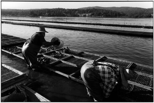 Sue and Terry Spinks working their oyster beds at Pambula Lake, 14 January 2000 [picture] / Ruth Maddison