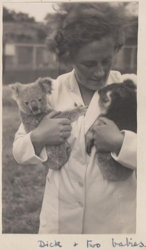 Marjorie Richards, of the English women's cricket team, holding two baby koalas at Melbourne Zoo, December 1934 [picture]