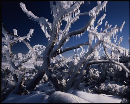 Icicles on fire killed snow gums, south Mount Wellington, Tasmania, August 1990 [transparency] / Peter Dombrovskis