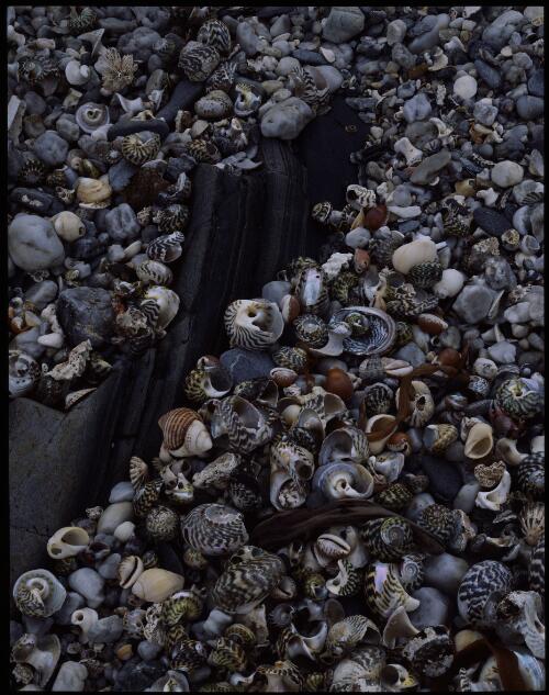 Beach detail with shells, Louisa Bay, Southwest National Park, Tasmania, 1993, 2 [transparency] / Peter Dombrovskis