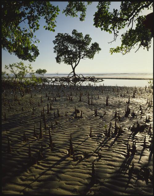 Mangroves north of Emmagen Creek, Greater Daintree, Queensland, 1986, 1 [transparency] / Peter Dombrovskis