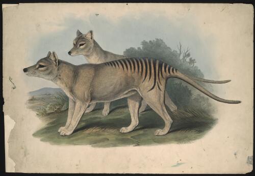 Mammals of Australia, key plates [picture]
