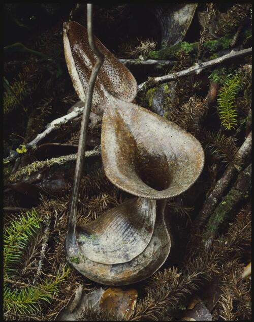 Low's pitcher plant, Mount Mulu, Sarawak, Borneo, 1985 [transparency] / Peter Dombrovskis