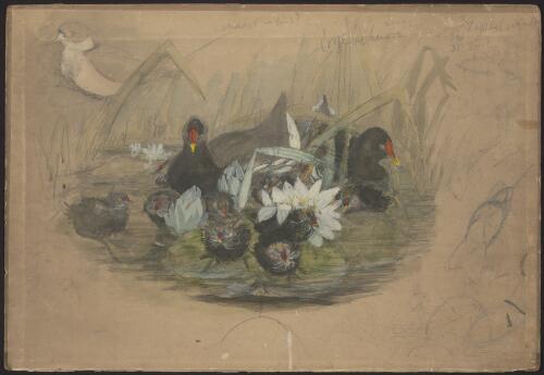 [Moorhens with young among waterlily and reeds] [picture]