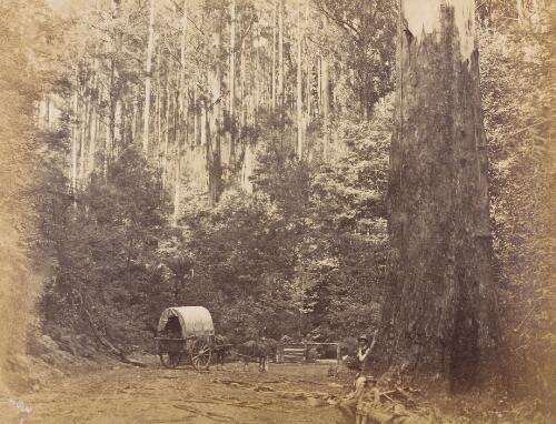 [Four unidentified people with two-wheel covered cart and two horses on forest road, Victoria, 1880s?] [picture]