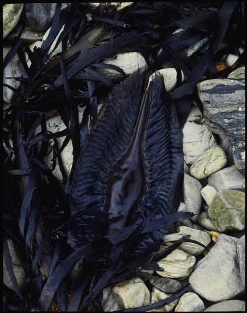 Egg-case of shark, Ketchem Bay, southwest Tasmania, 1988 [transparency] / Peter Dombrovskis