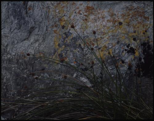 Shoreline detail, west coast, Tasmania, 1992 [transparency] / Peter Dombrovskis