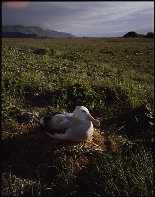 Wandering albatross on nest, Macquarie Island, Tasmania, 1984 [transparency] / Peter Dombrovskis