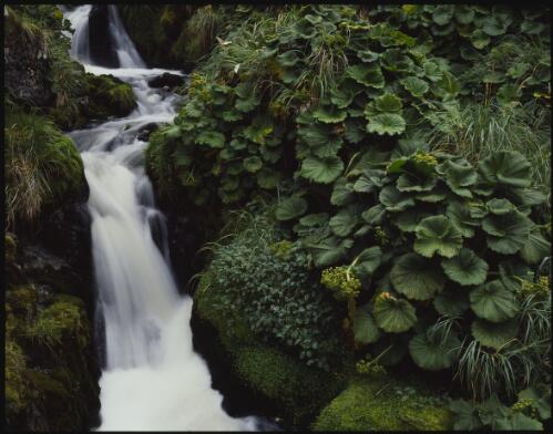 Macquarie Island cabbage at Red River, Macquarie Island, Tasmania, 1984, 1 [transparency] / Peter Dombrovskis